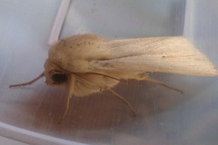 Mythimna oxygala