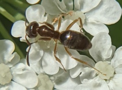 Prenolepis imparis