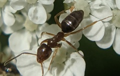 Prenolepis imparis