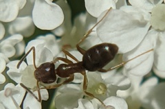 Prenolepis imparis