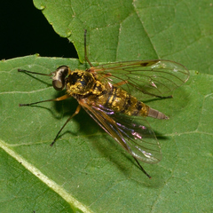 Chrysopilus fasciatus