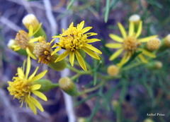 Senecio subulatus erectus