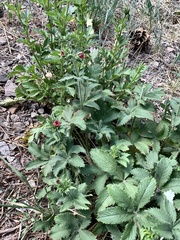 Potentilla thurberi