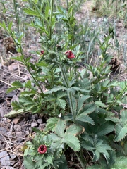 Potentilla thurberi