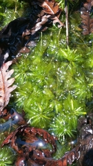 Sphagnum cribrosum