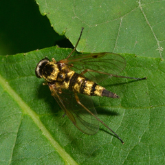 Chrysopilus fasciatus