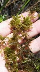 Sphagnum cribrosum