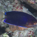 Fisher's Angelfish - Photo (c) Mark Rosenstein, some rights reserved (CC BY-NC), uploaded by Mark Rosenstein