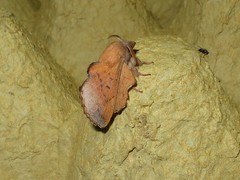 Phyllodesma tremulifolia