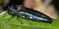 Agrilus biguttatus