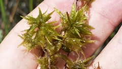 Sphagnum cribrosum
