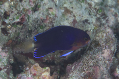 Centropyge fisheri