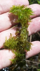 Sphagnum cribrosum