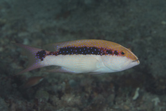 Variola louti