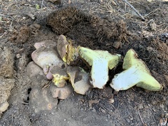 Butyriboletus abieticola
