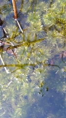 Sphagnum cribrosum