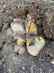 Butyriboletus abieticola