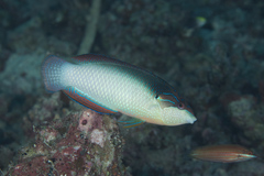 Anampses neoguinaicus