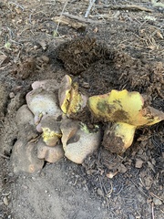 Butyriboletus abieticola