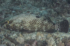 Epinephelus howlandi
