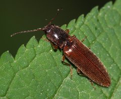 Athous vittatus