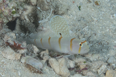 Amblyeleotris randalli