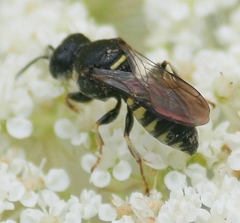 Anacrabro ocellatus