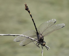 Phyllogomphoides stigmatus