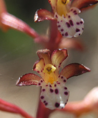 Corallorhiza maculata occidentalis