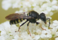 Anacrabro ocellatus