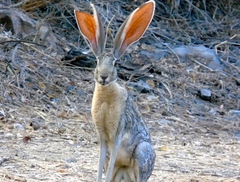 Antelope Jackrabbit photo 2