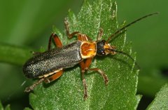 Cantharis nigricans