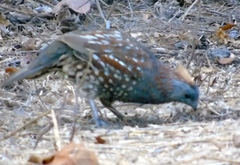 Callipepla douglasii