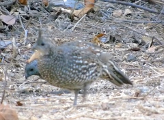 Callipepla douglasii