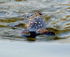 Heloderma horridum