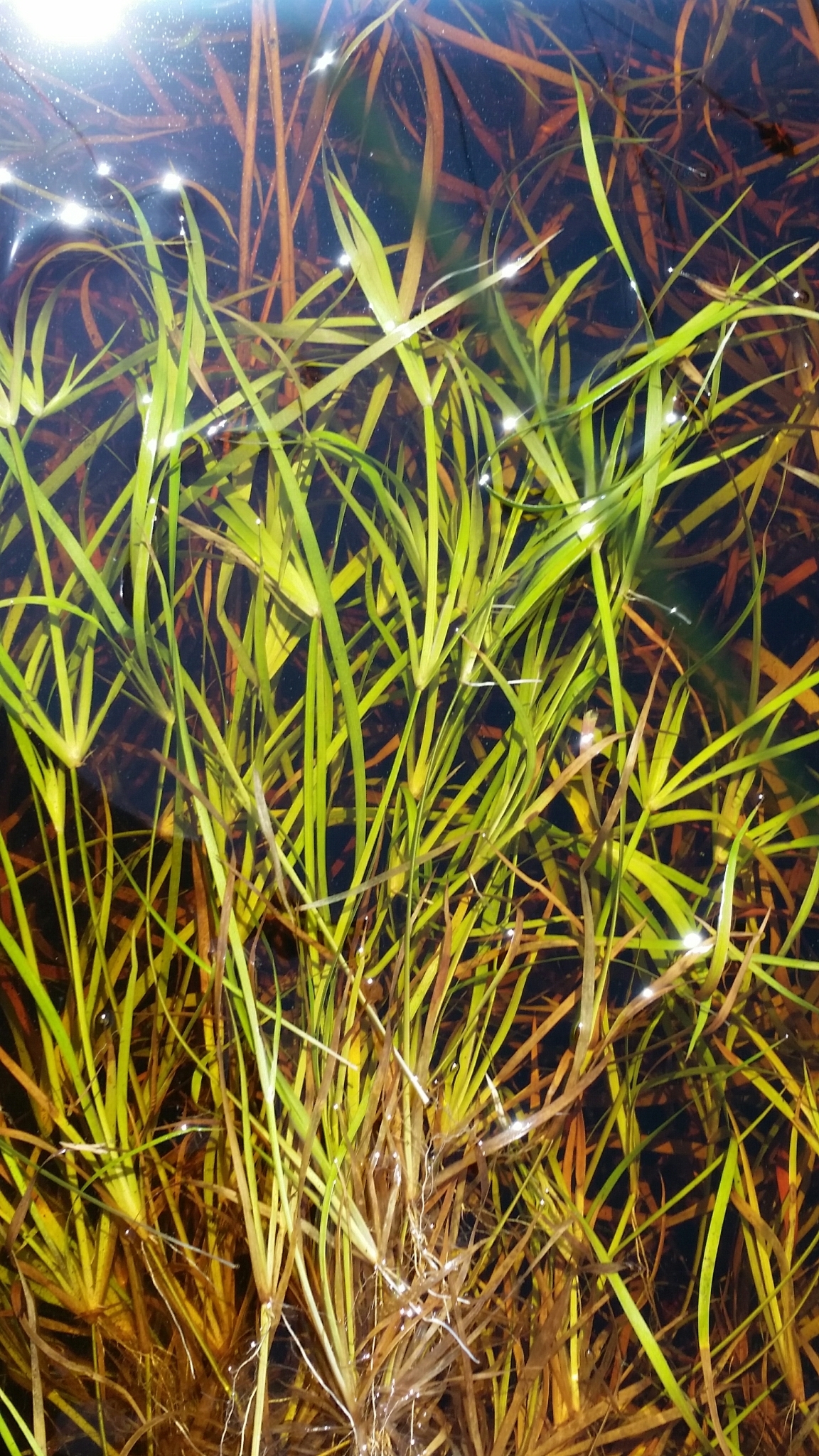 Juncus repens