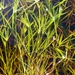 Creeping Rush - Photo (c) Jay Horn, some rights reserved (CC BY), uploaded by Jay Horn