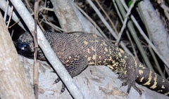 Heloderma horridum
