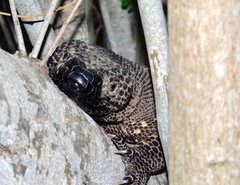 Heloderma horridum