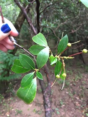 Ternstroemia