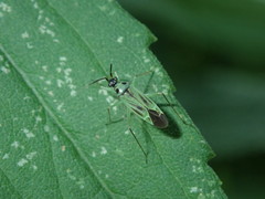 Ilnacora