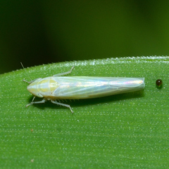 Dikraneura angustata