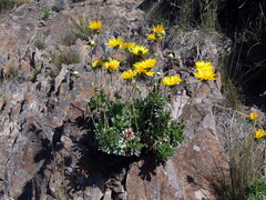 Grindelia covasii