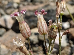 Silene grayi