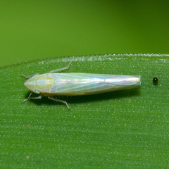 Dikraneura angustata