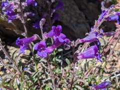 Penstemon parvulus
