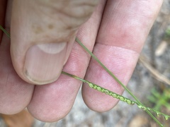 Paspalum longepedunculatum