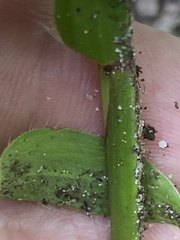 Paspalum longepedunculatum