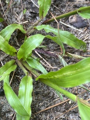 Paspalum longepedunculatum