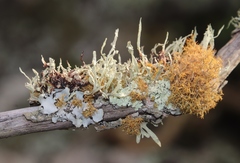 Teloschistes capensis